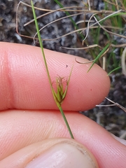 Carex acicularis