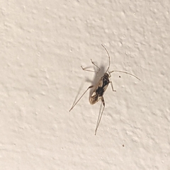 Megacoelum pellucens