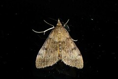 Uresiphita maorialis