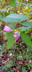 Melastoma
