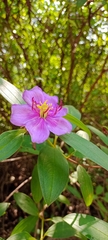 Melastoma