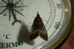 Uresiphita maorialis