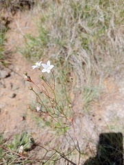 Wahlenbergia undulata