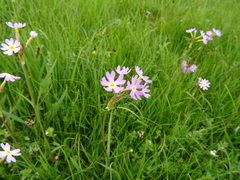 Primula pamirica