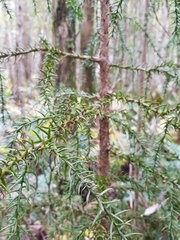 Athrotaxis selaginoides
