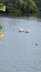 Pelecanus onocrotalus