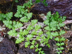 Cystopteris tasmanica