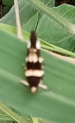 Macrobathra desmotoma