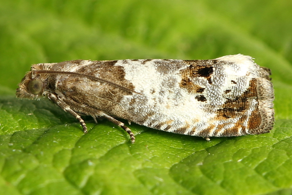 Doubleday's Notocelia Moth
