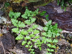 Cystopteris tasmanica