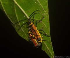 Chauliognathus atricornis