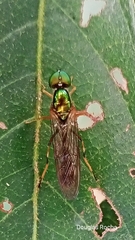 Sargus fasciatus