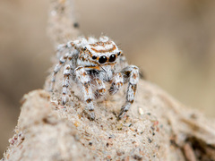 Pseudomogrus dalaensis