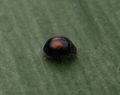 Serangium maculigerum