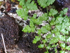 Cystopteris tasmanica