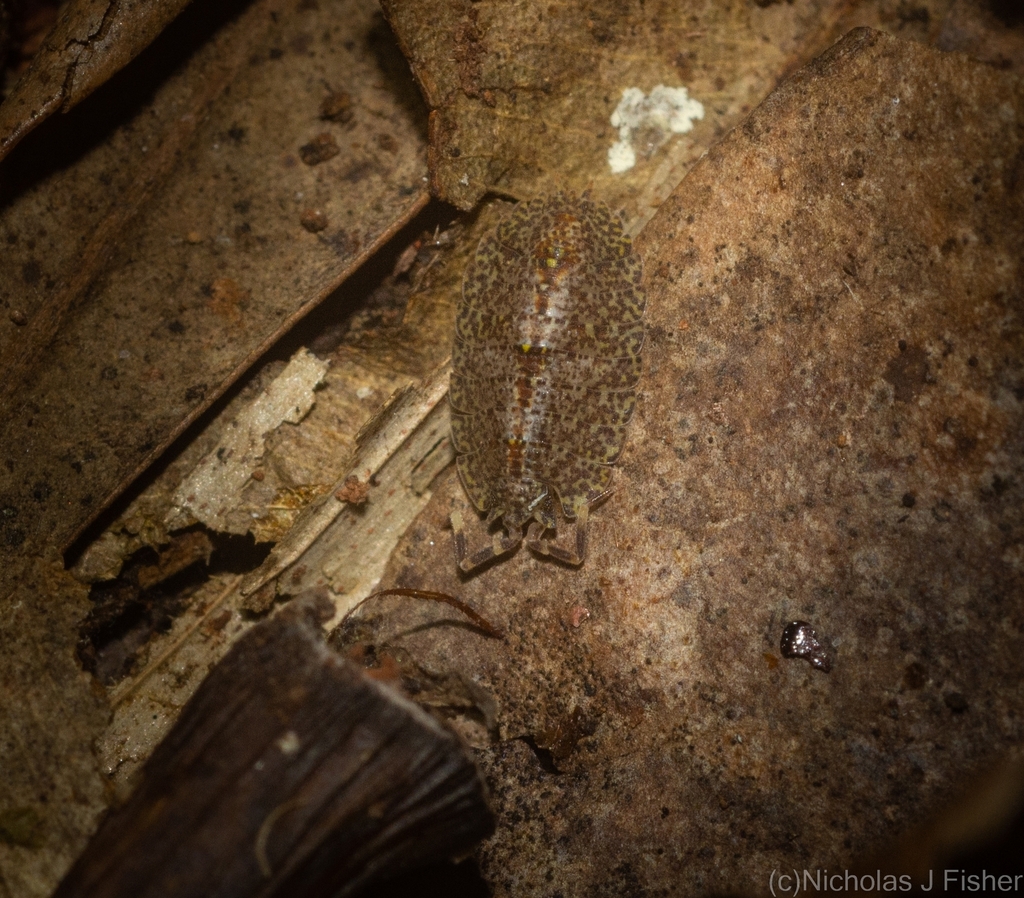 Monitus testudinatus