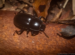 Asphalus ebeninus