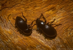 Hydissus feronioides