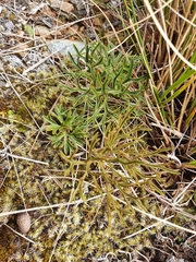 Ranunculus verticillatus