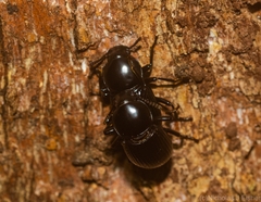 Hydissus feronioides