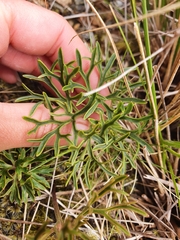 Ranunculus verticillatus