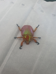 Anoplognathus viriditarsis