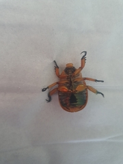 Anoplognathus viriditarsis