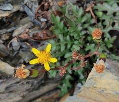 Senecio taitungensis