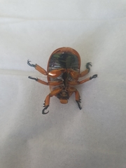 Anoplognathus viriditarsis