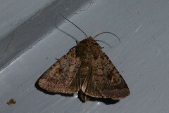 Proteuxoa tetronycha