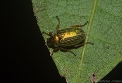 Diphucephala lineata