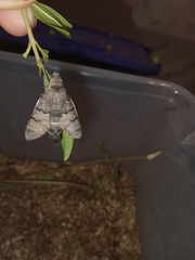 Macroglossum stellatarum