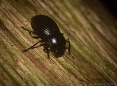 Hydissus feronioides