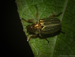 Diphucephala lineata