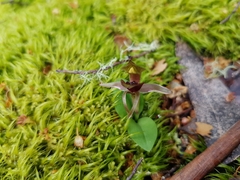 Chiloglottis grammata