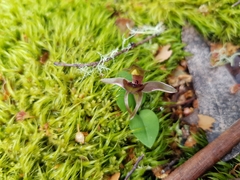 Chiloglottis grammata