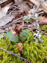 Chiloglottis grammata
