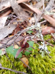 Chiloglottis grammata