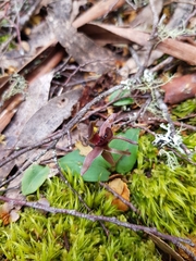 Chiloglottis grammata
