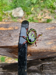 Eupoecila australasiae