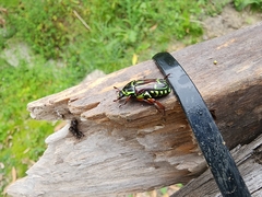 Eupoecila australasiae