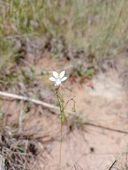 Wahlenbergia undulata