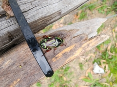 Eupoecila australasiae