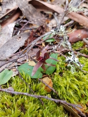 Chiloglottis grammata