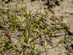 Carex resectans