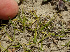 Carex resectans