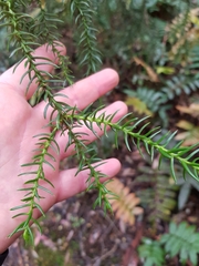 Athrotaxis selaginoides