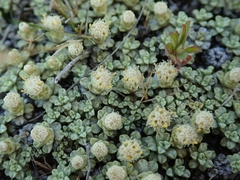 Raoulia parkii
