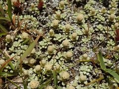 Raoulia parkii