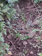 Funambulus pennantii